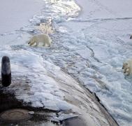 Polar bears approach USS Honolulu, a Los Angeles-class fast attack submarine (credit: Arctic Submarine Laboratory, 2003)